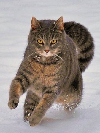 Красивый кот скачет по снегу