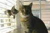 Смешные кошки и котята фон для сайта Любопытный котенок в жалюзи