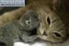 Смешные кошки и котята фон для сайта Новорожденный котенок и кошка