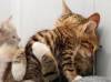 Смешные кошки и котята фон для сайта Кошка с котенком спят в обнимку
