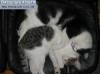 Смешные кошки и котята фон для сайта Дружный сон кошачьего семейства