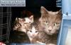 Смешные кошки и котята фон для сайта Котята от одной кошки и разных котов