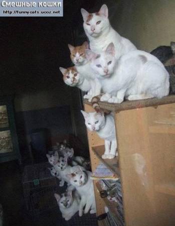 15 бело-рыжих кошек и котят
