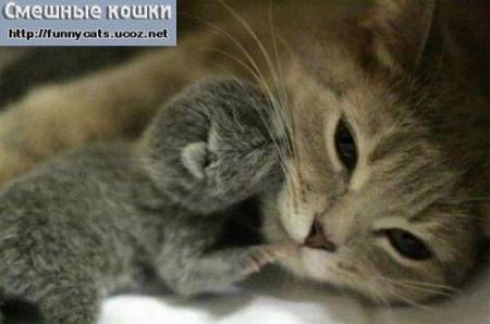 Новорожденный котенок и кошка