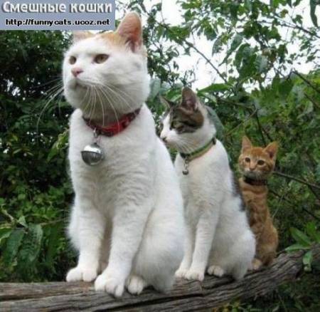 Три кошки с колокольчиками на бревне