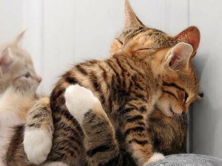Кошка с котенком спят в обнимку