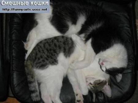 Дружный сон кошачьего семейства