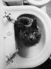 Черные кошки фон для сайта Хватит подглядывать, я в ванной