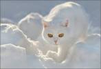 Белые кошки фон для сайта Видны только желтые глаза