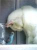 Белые кошки фон для сайта Кот с попугаем спят стоя