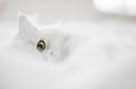 Белые кошки фон для сайта Только один зеленый глаз