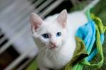 Белые кошки фон для сайта Длинные уши и синие глаза