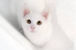 Белые кошки фон для сайта Эх, заметили!