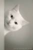 Белые кошки фон для сайта Кот выглянул из-за угла и замер