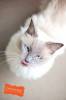 Белые кошки фон для сайта Кот показывает розовый язычок