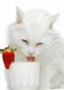 Белые кошки фон для сайта Белый кот лакает молоко из стакана