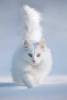Белые кошки фон для сайта Красивый пушистый кот бежит по снегу