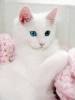 Белые кошки фон для сайта Белая кошечка на розовой кофточке