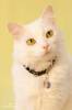 Белые кошки фон для сайта Умный кот в ошейнике с кулончиком