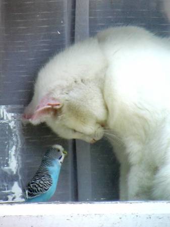 Кот с попугаем спят стоя