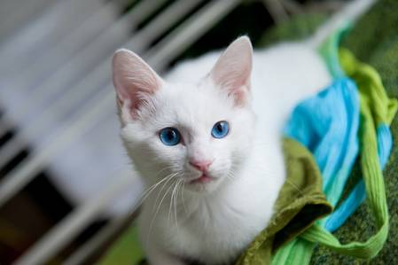 Длинные уши и синие глаза