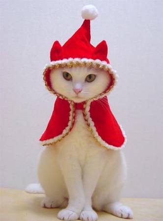 Кошка в костюме новогодней феи
