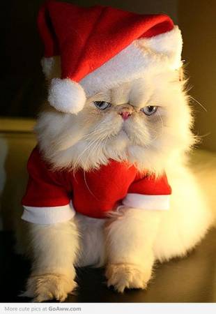Лохматый кот в костюме Деда Мороза