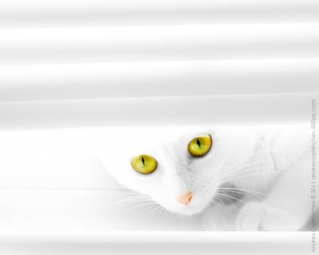 Кот спрятался за белые жалюзи