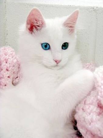 Белая кошечка на розовой кофточке