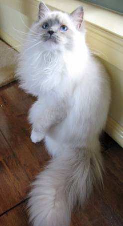 Пушистый красивый белый котище