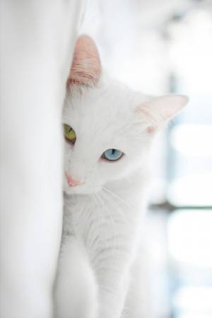 Красивая кошка с разноцветными глазами