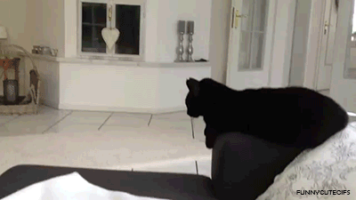 Черный кот жмет лапу прохожему
